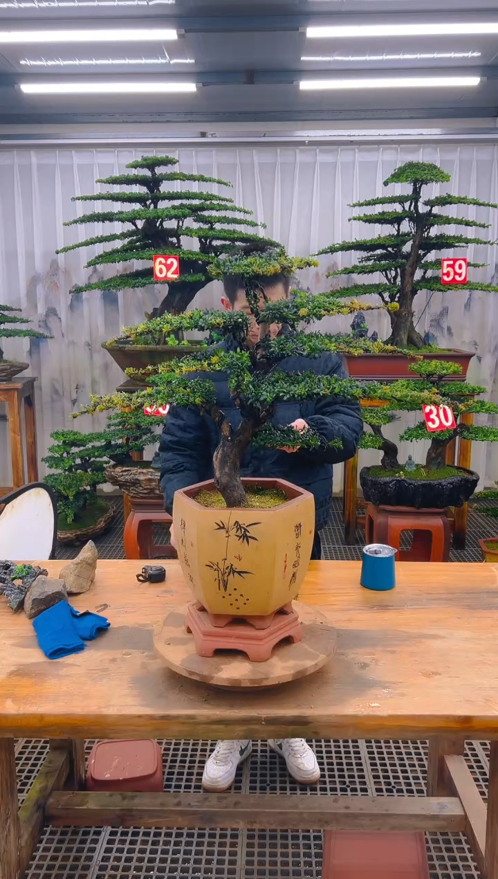 无花朵精品盆景直播间一物一拍