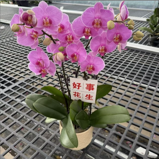 精选蝴蝶兰【明日之星 】粉紫色系蝴蝶兰室内花卉绿植 基地直发