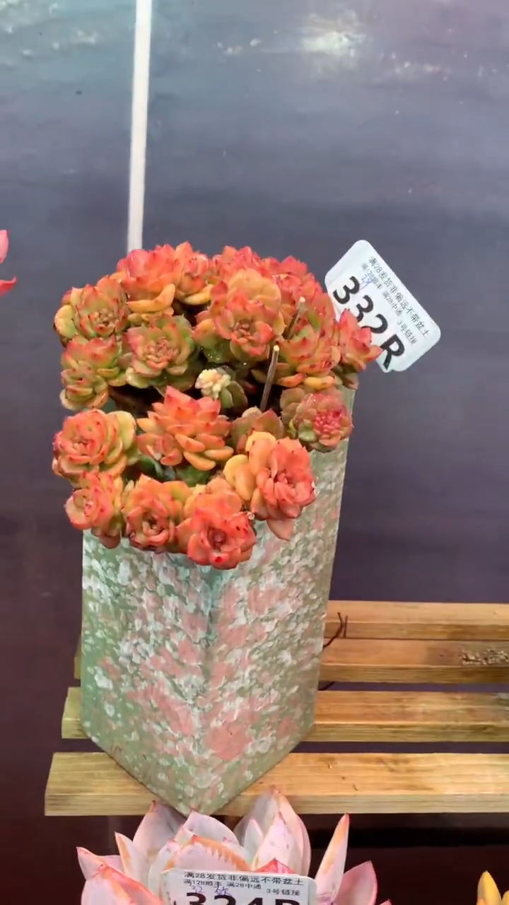 332R（一物一拍，精品多肉，所见即所得 ）