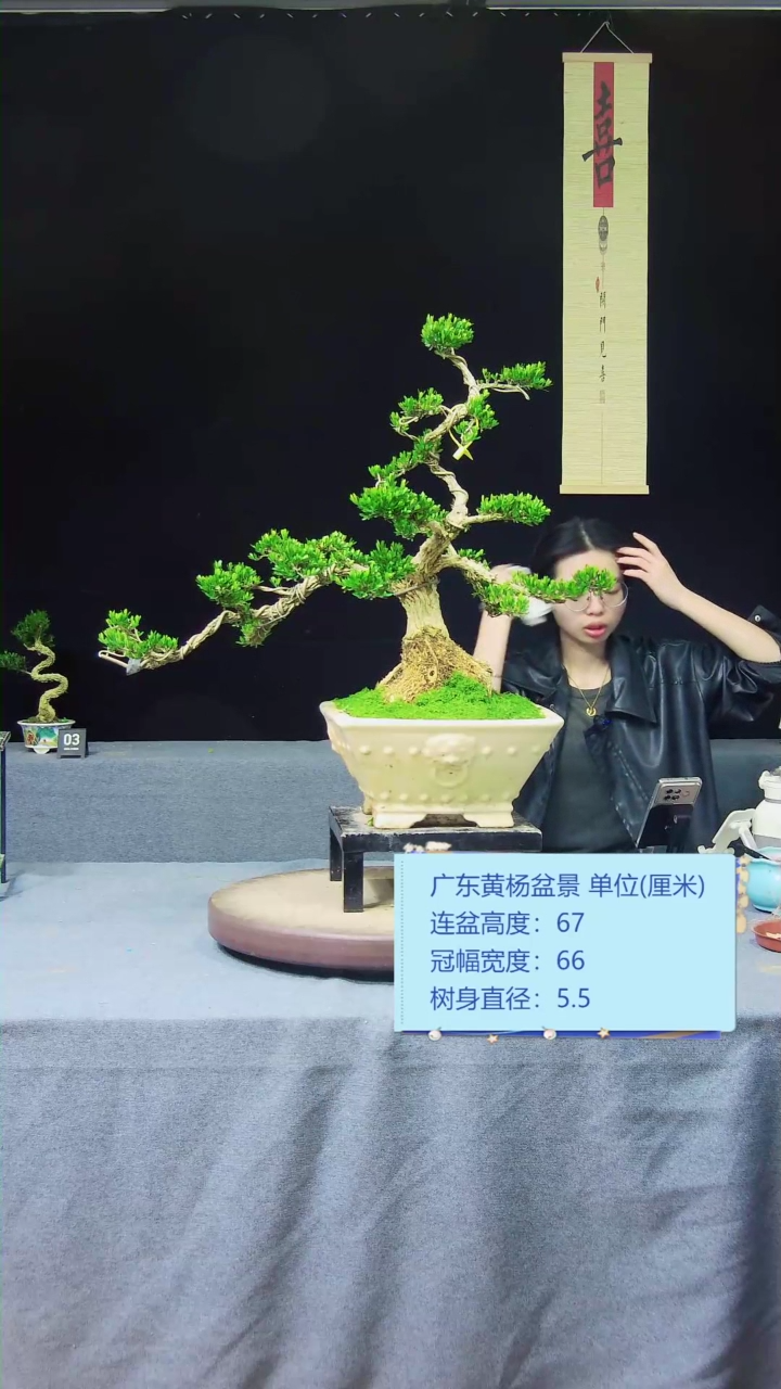 【闪购商品】黄杨盆景黄杨盆景