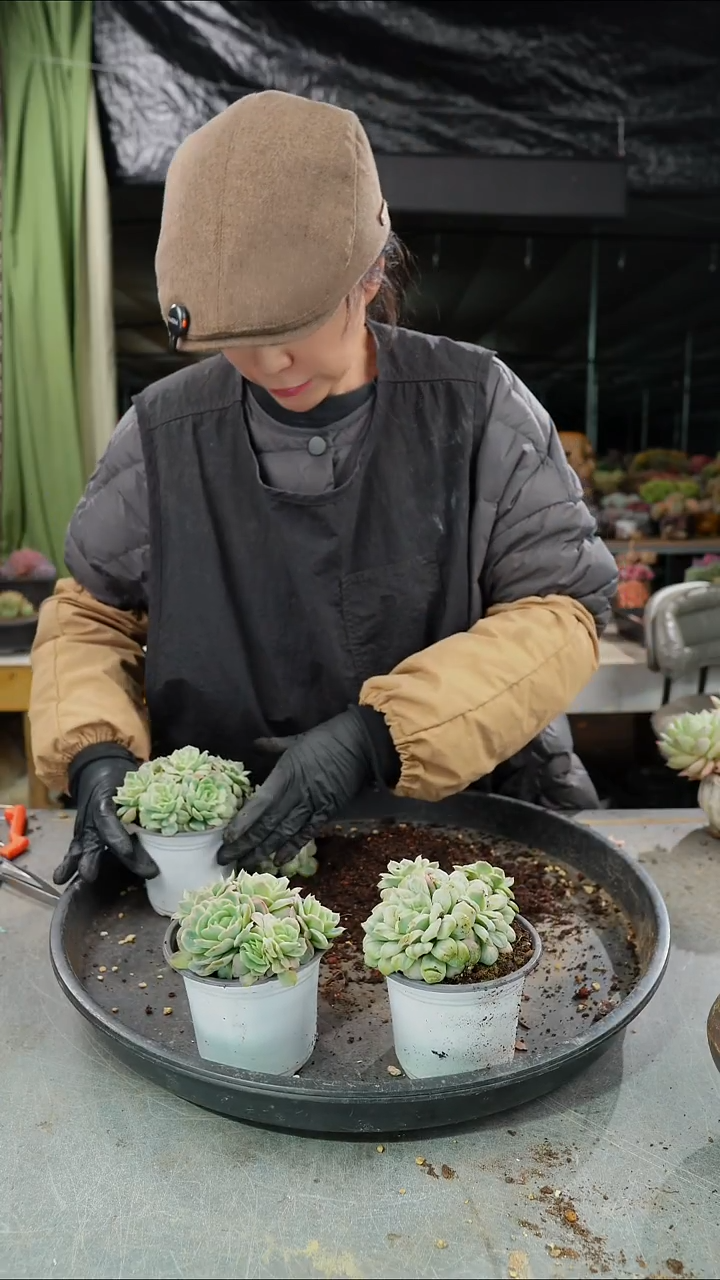 泡泡纱裙      群