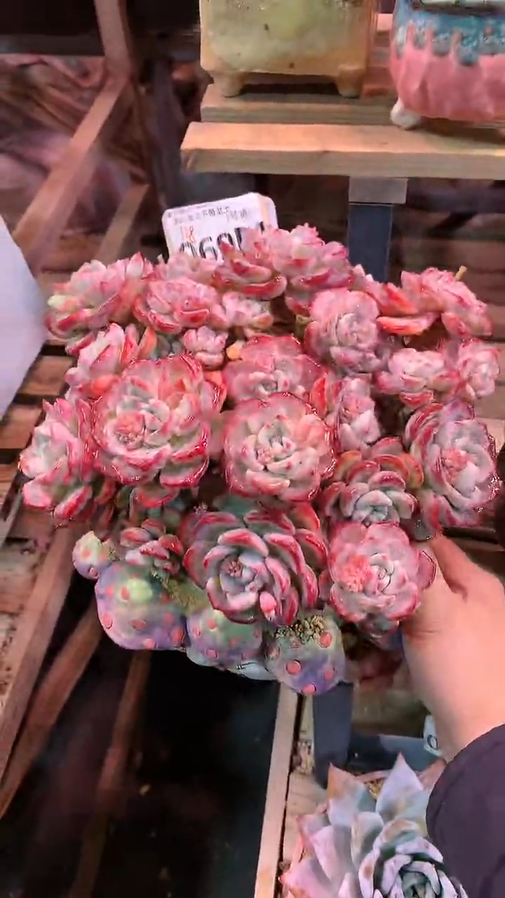 【闪购商品】069MMM