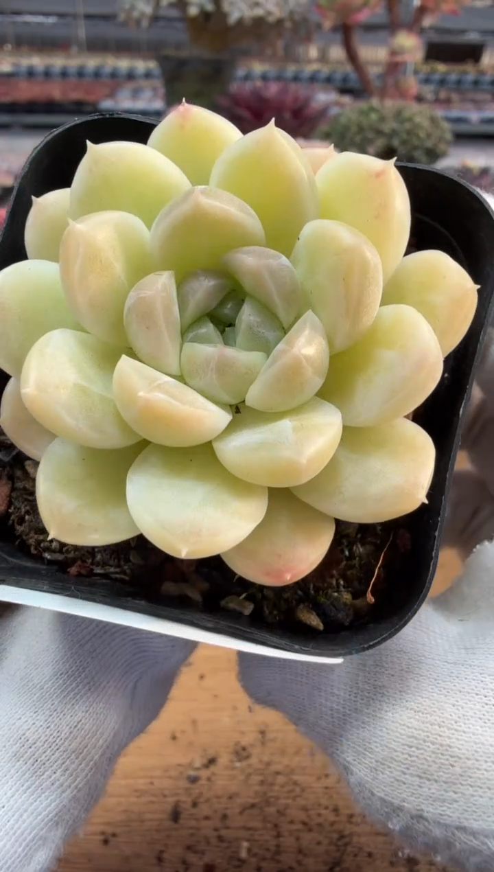 东云多肉园二店-329