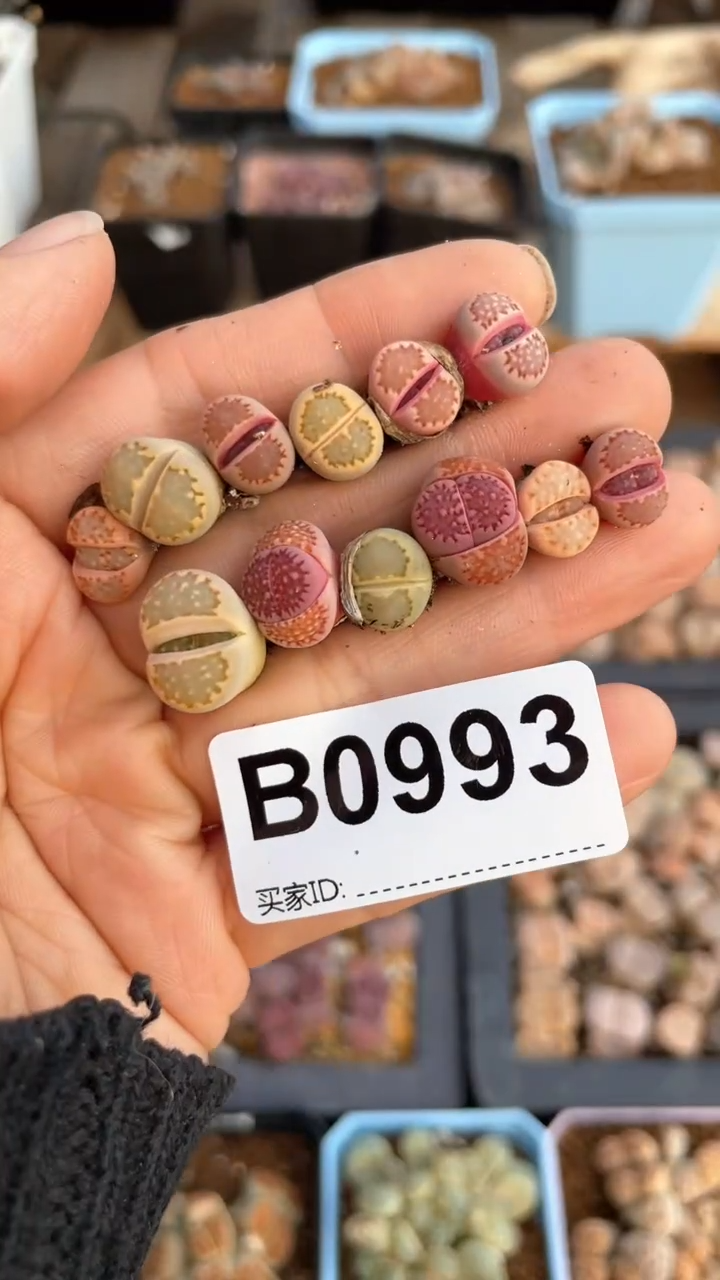 【闪购商品】 0993直播一物一拍