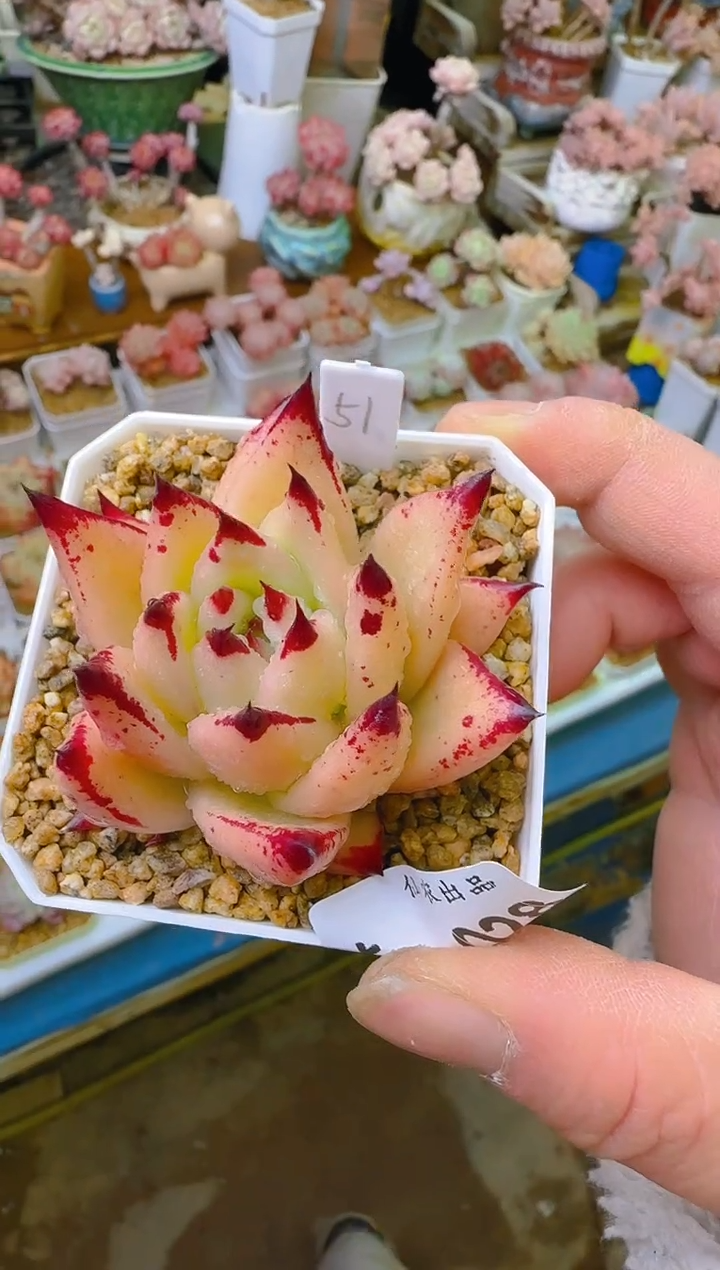 【闪购商品】春—028—仙农(东云）