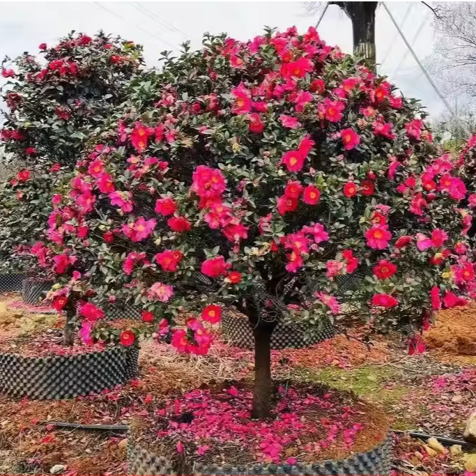 【一物一拍】精品耐寒耐高温茶梅造型 立寒 财神 狮子头