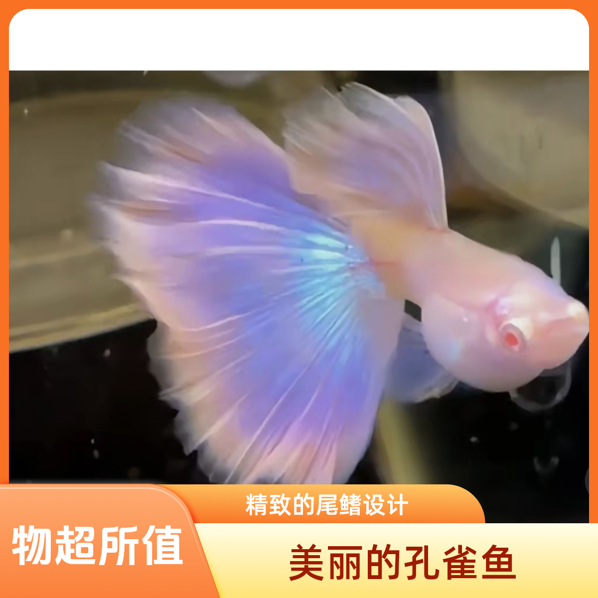 莫紫白子金粉孔雀鱼