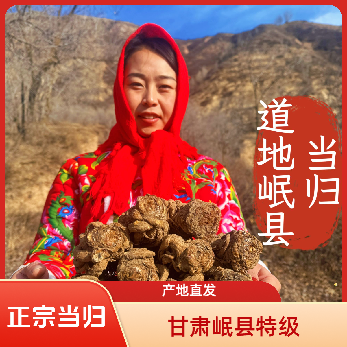 洮萃农阁【当归整根】甘肃岷县原产地发货正宗岷归特正品无熏硫滋补