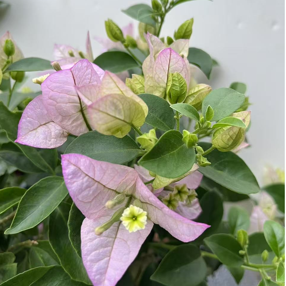 （丽娜）一物一拍 落花落叶落光杆 折枝断枝不售后 介意慎拍