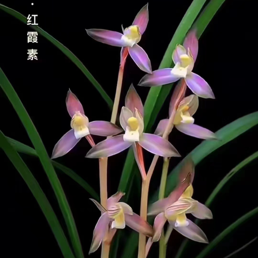 zb春剑 红霞素 （10月—2月带花苞）勤花好养不用春化兰花