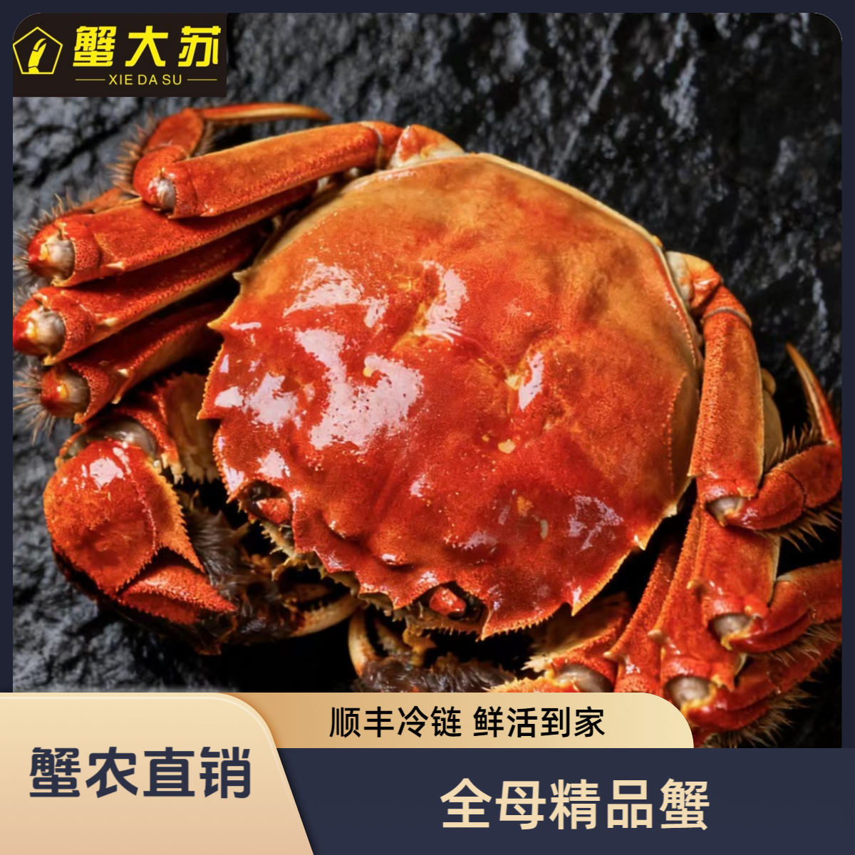 【活蟹】2.8-3.2两 母蟹 10只精品大闸蟹 现捞现发礼盒装顺丰冷链