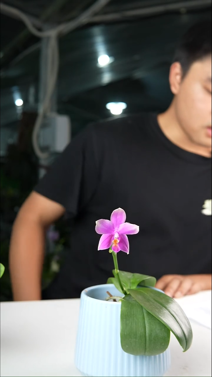 当前无花栽培后可以开花香奈儿（抽梗苗）（买一送一）2.5有叶瑕空根