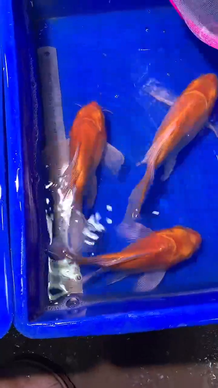 蝴蝶鲤鱼蝴蝶鲤直播选鱼专用链接 凭开箱视频售后