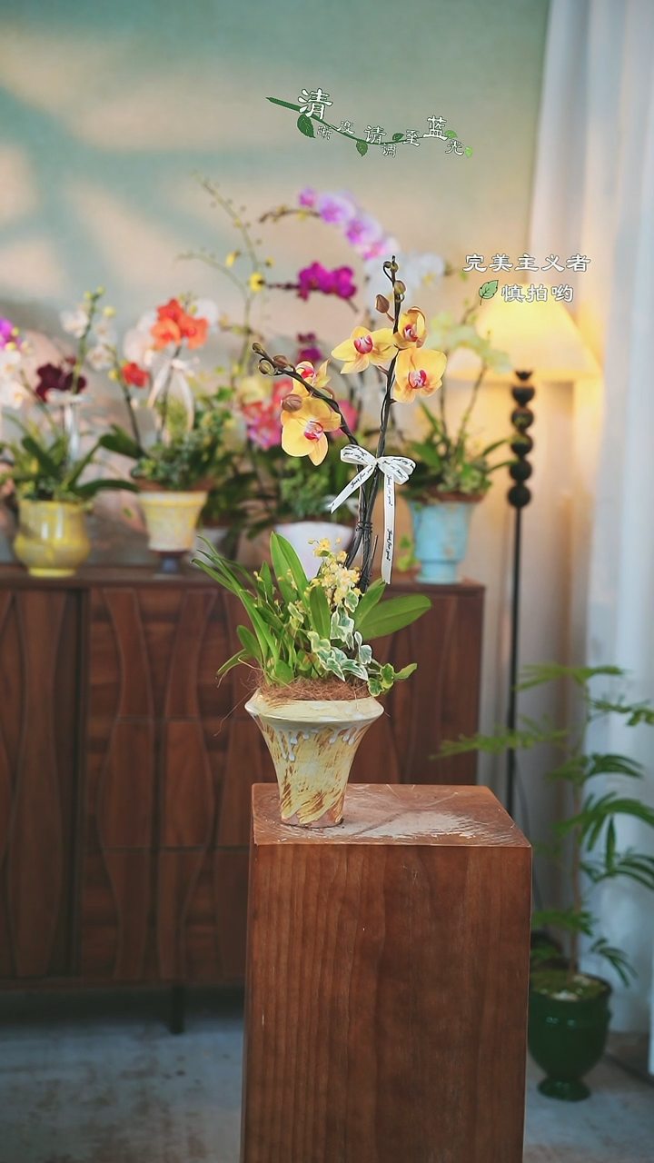 以实际为准蝴蝶兰组合盆栽98