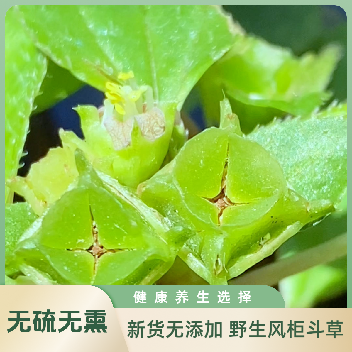 【阿惠推荐】福建南靖野生风柜斗草楮头红小叶风鼓草风谷草包邮