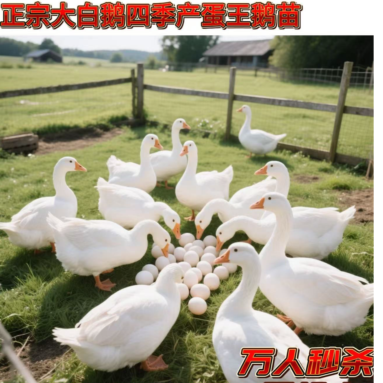 宠物鸭鹅四季产蛋王顺丰包邮