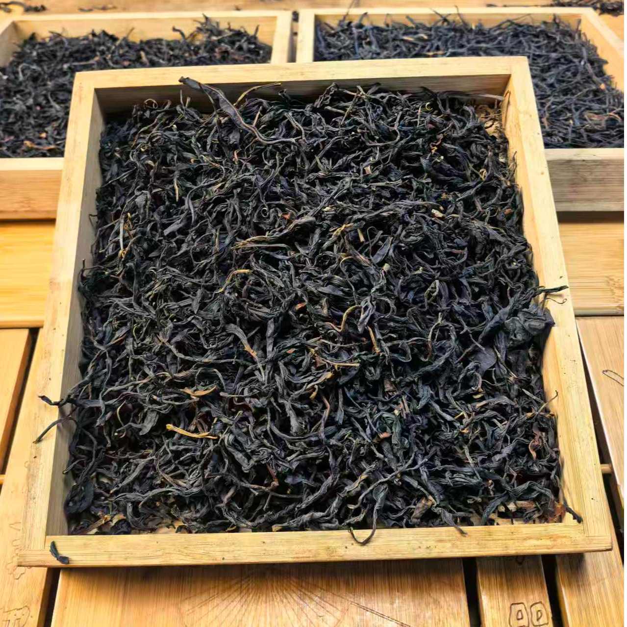 深山原叶千岁大单株