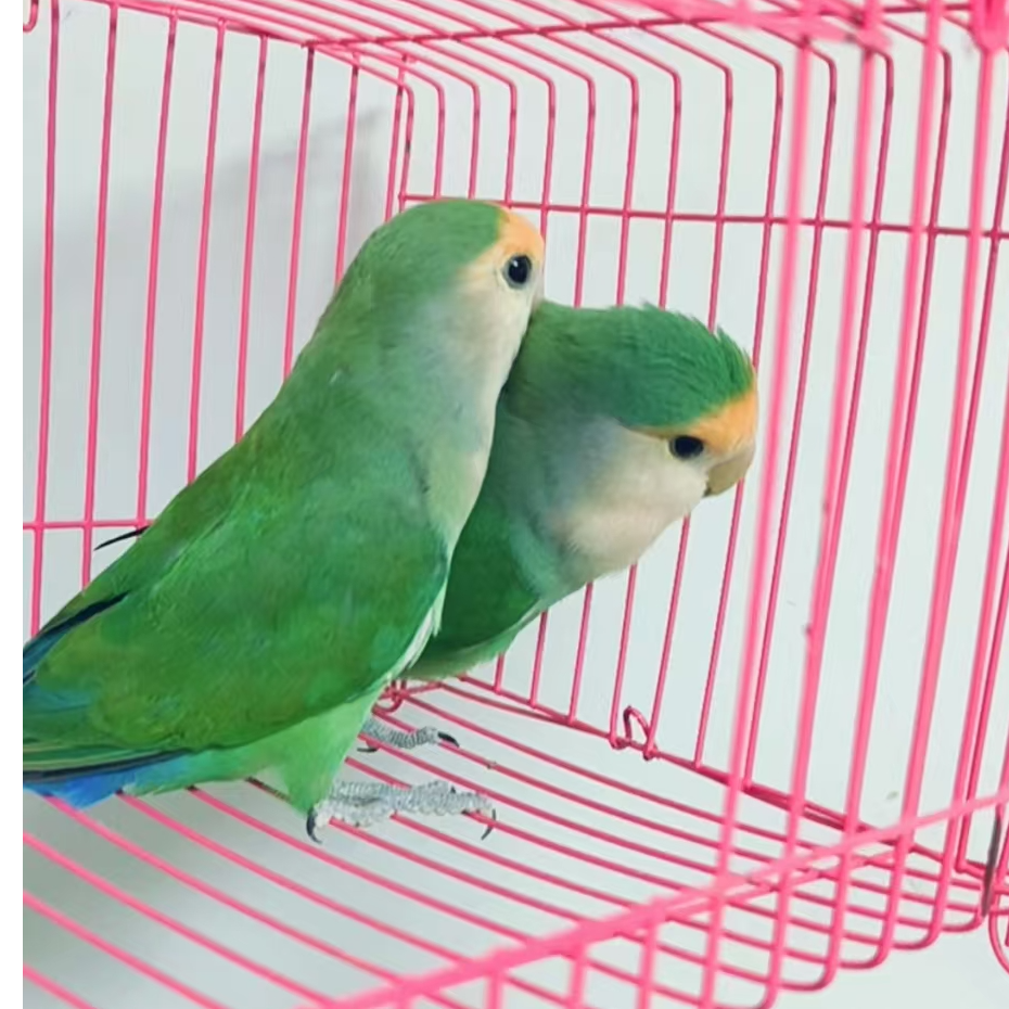 爱情鸟  鹦鹉活体