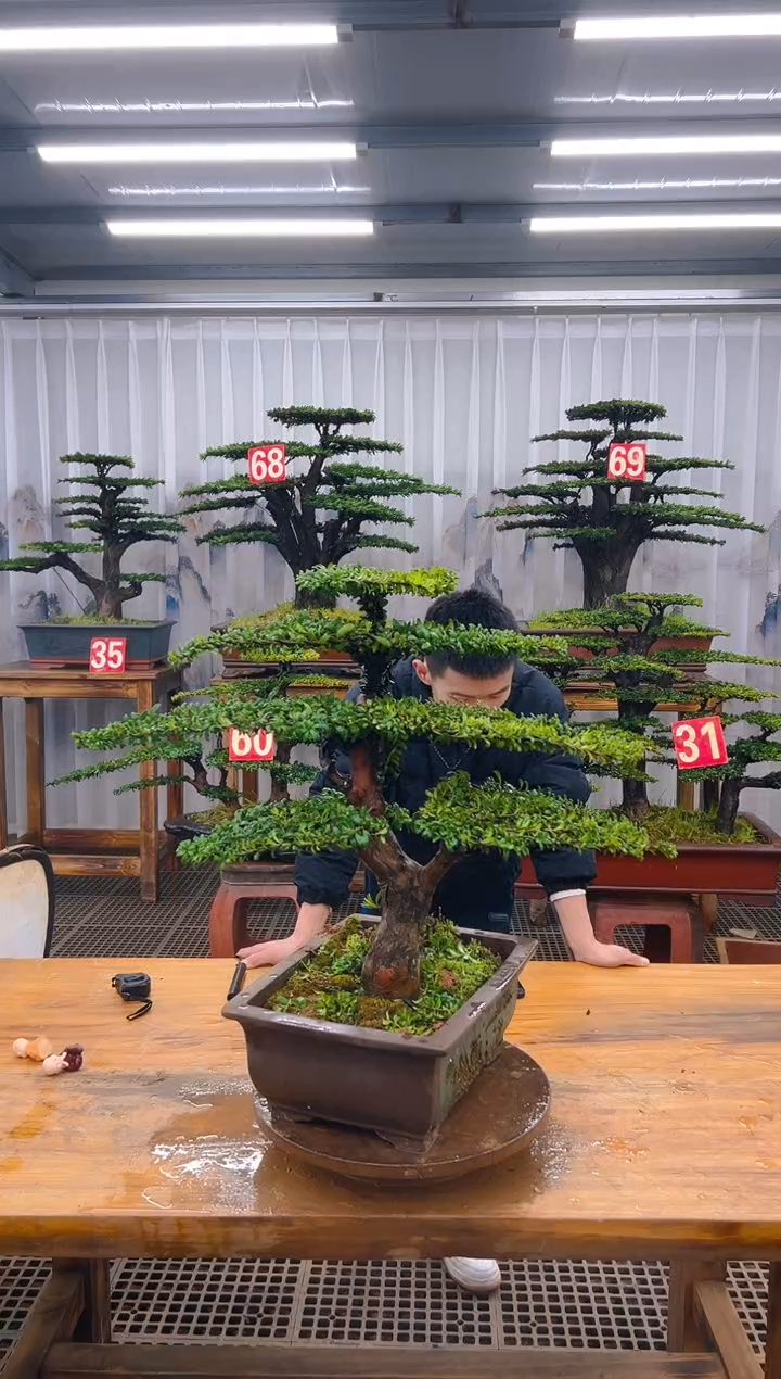 精品盆景直播间一物一拍