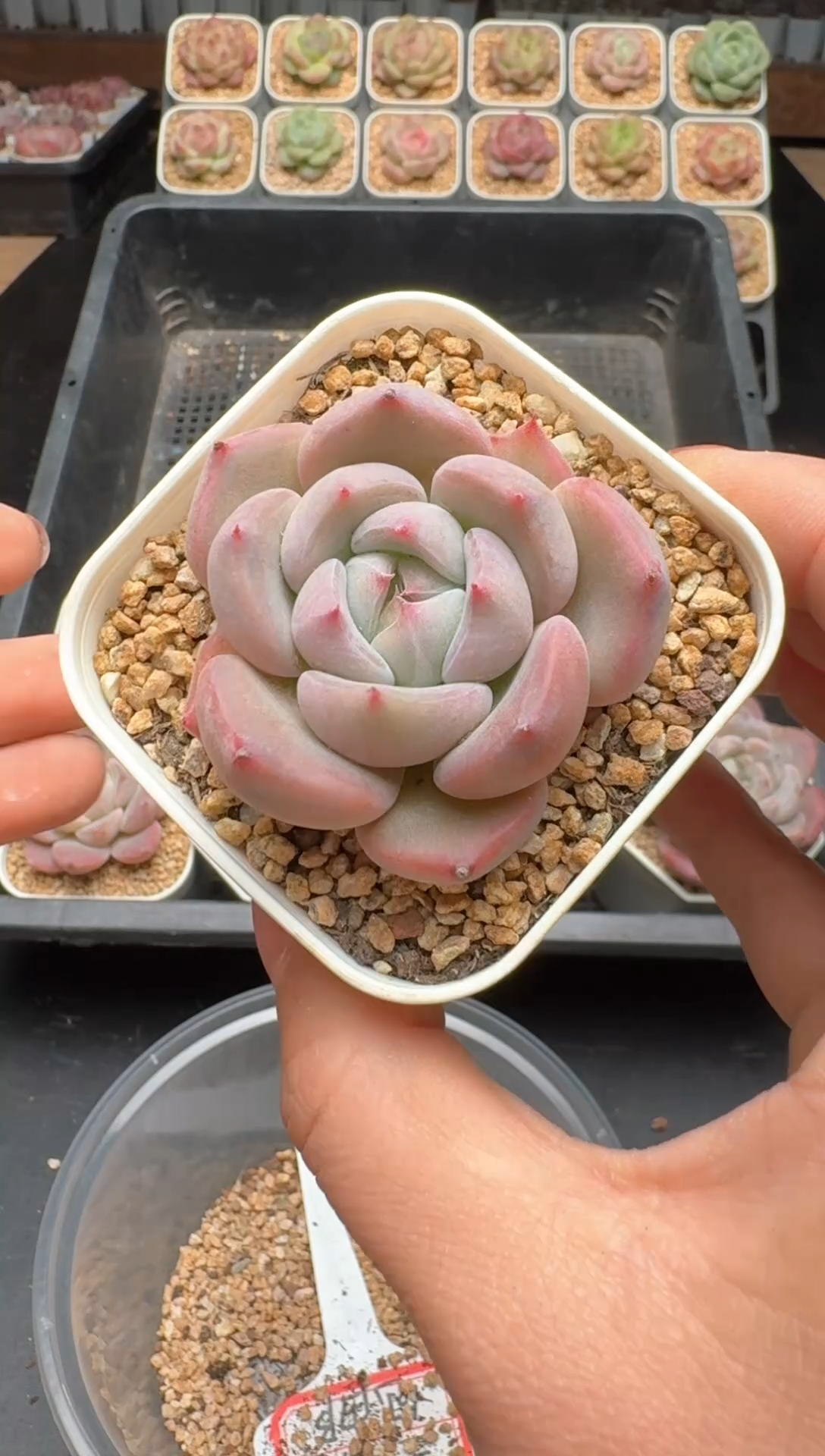 【闪购商品】602号 珍妮杂交多肉 花卉植物