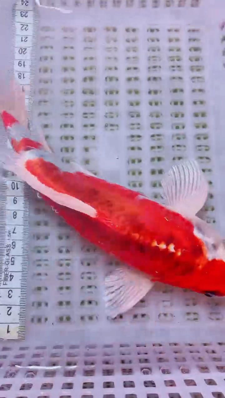 锦鲤血统锦鲤全场包邮121