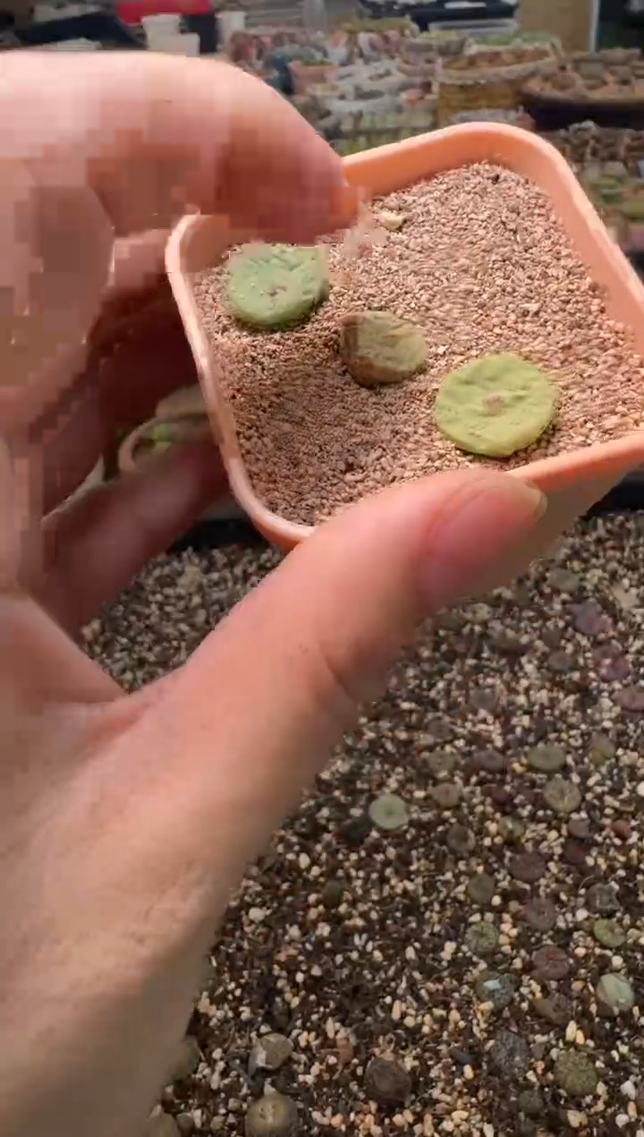 7-388多肉植物肉锥