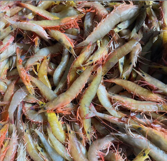 本港精品海卢虾野生沙卢虾 新鲜麻虾海虾