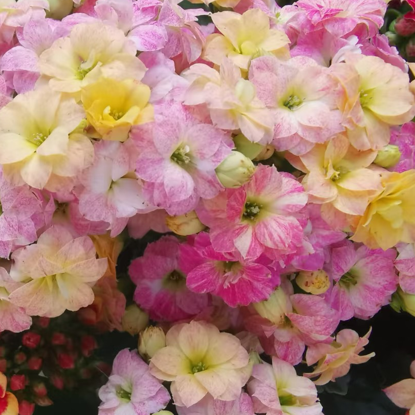 （彩虹糖 110盆）基地直发长寿花 稀有一盆多色品种 懒人盆栽