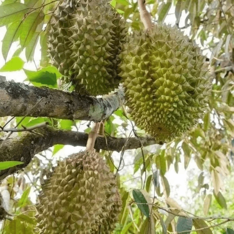 买一送一榴莲盆栽苗地栽南北方阳台庭院种植好养花卉绿植物小树苗