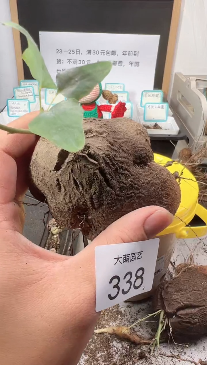 【闪购商品】++++338