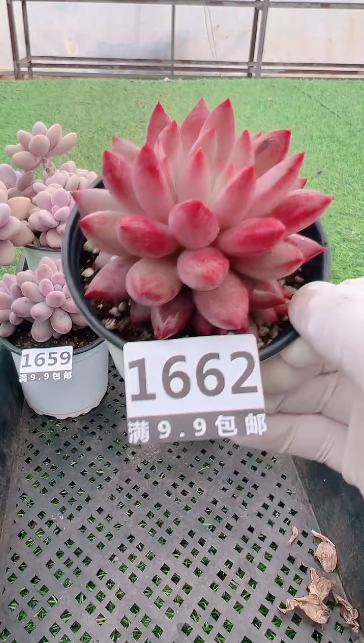 【闪购商品】信福多肉一物一拍