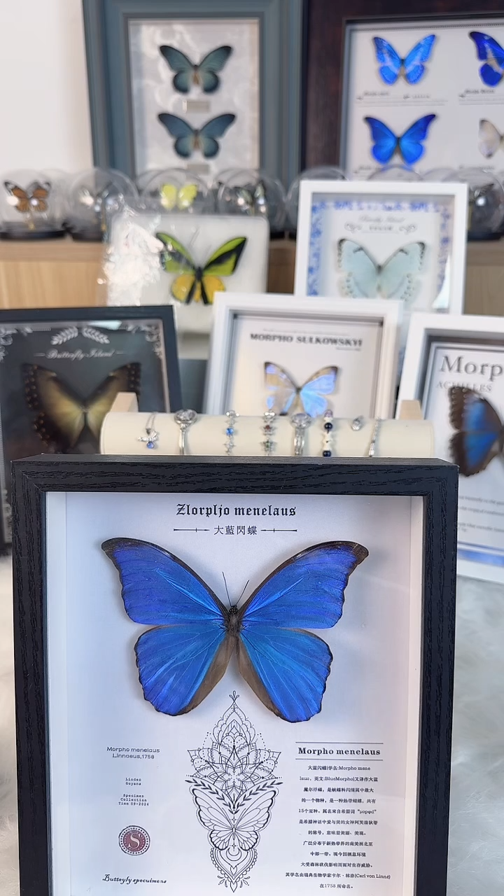 天然蝴蝶·标本收藏