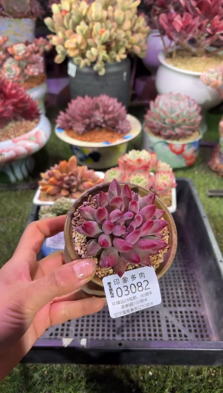 【闪购商品】03082