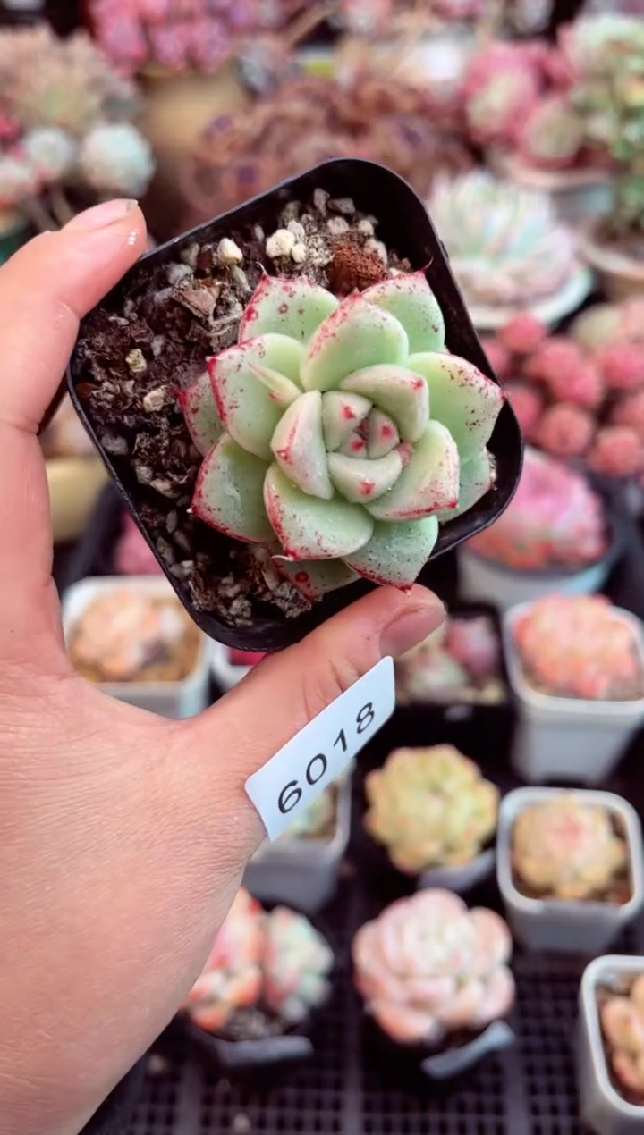 【闪购商品】6018单头厚叶乌木多肉