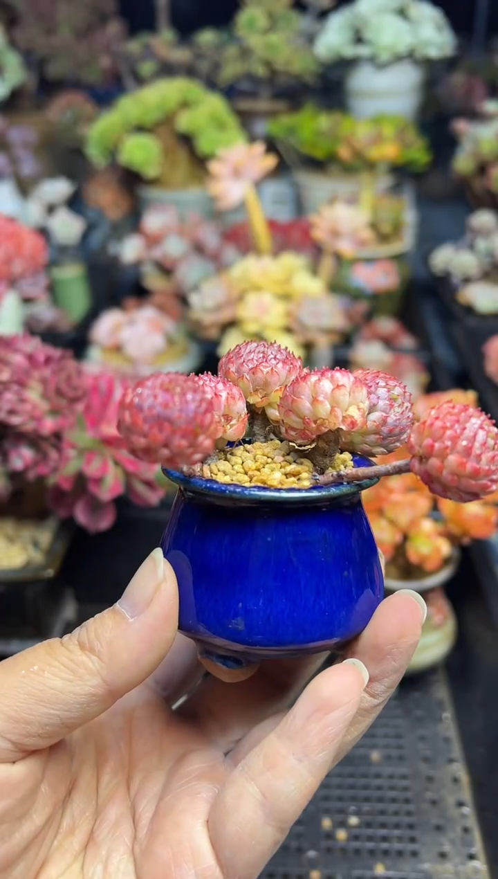 @****多178                 不带盆