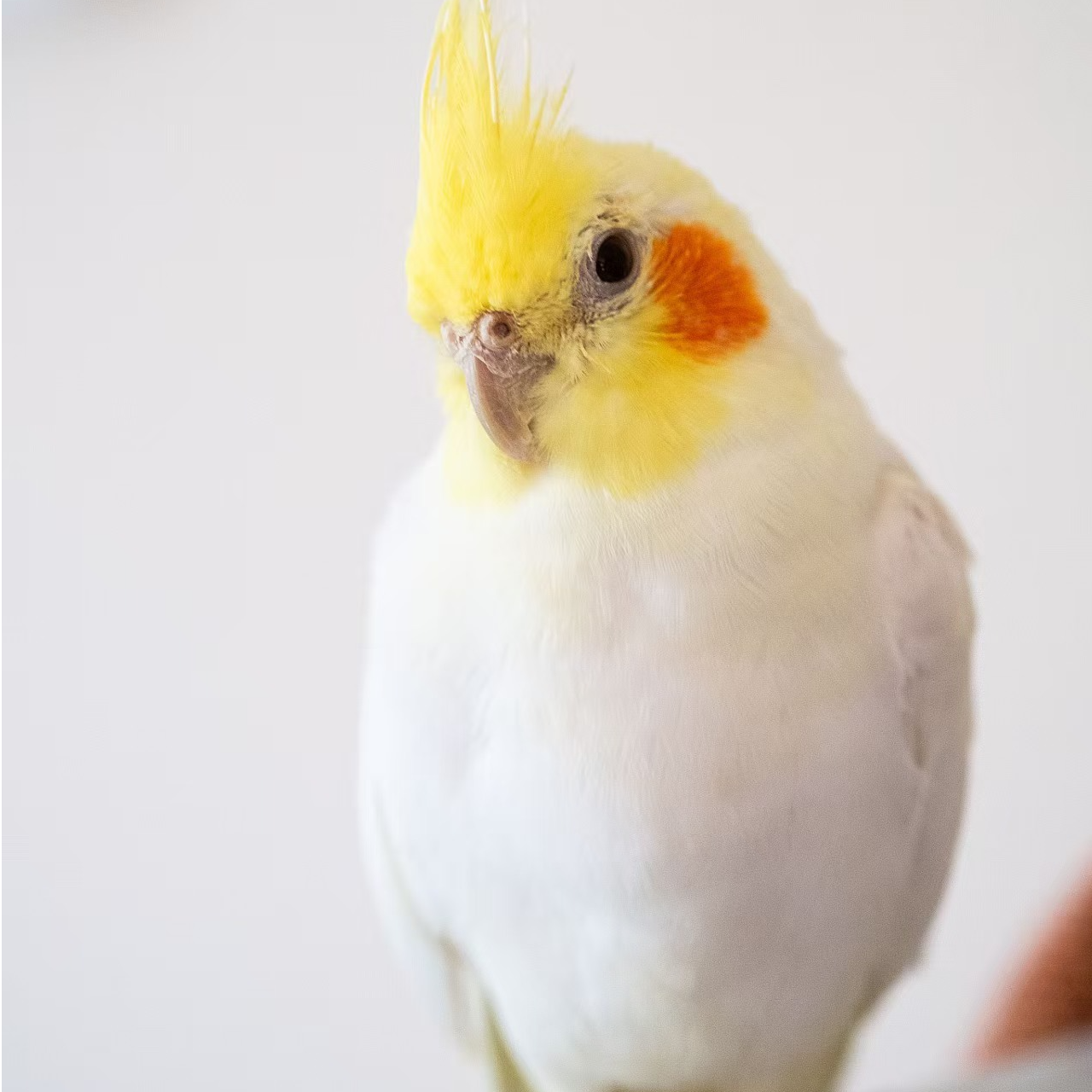 手养亲人粘人玄风雏鸟鹦鹉