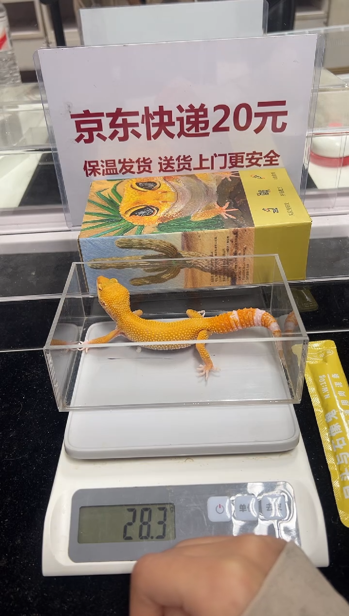 豹纹守宫044豹纹守宫