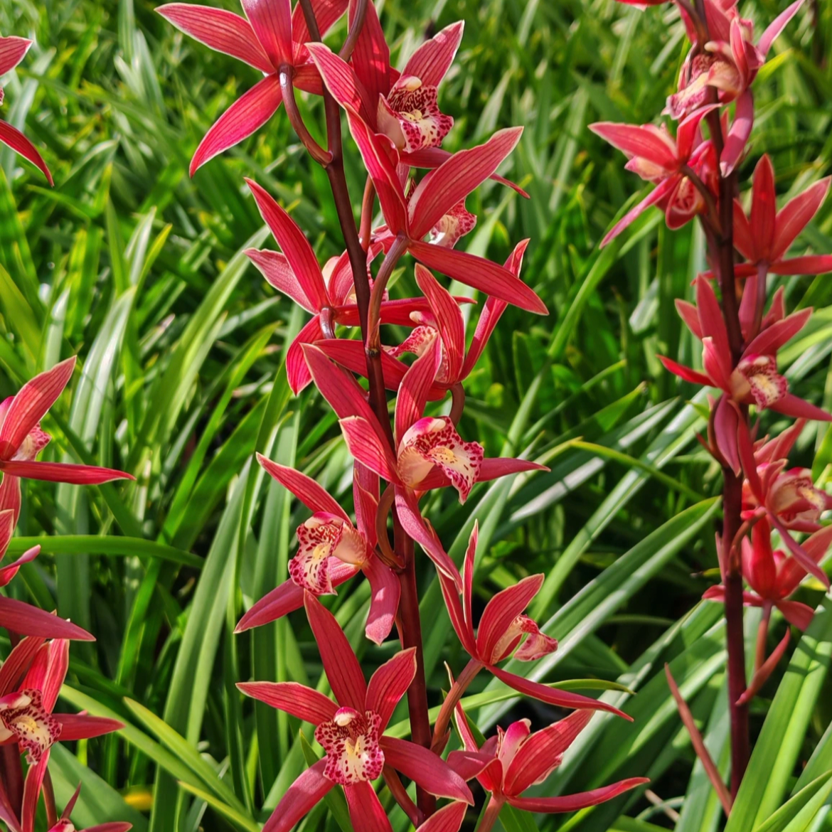 【金边西施】当苗卖不售后剑兰室内好养易活花期长