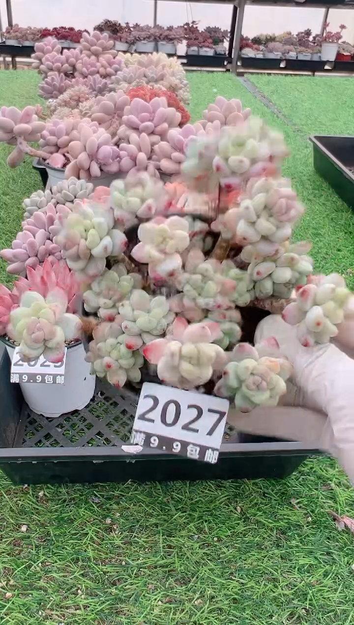 【闪购商品】信福多肉一物一拍