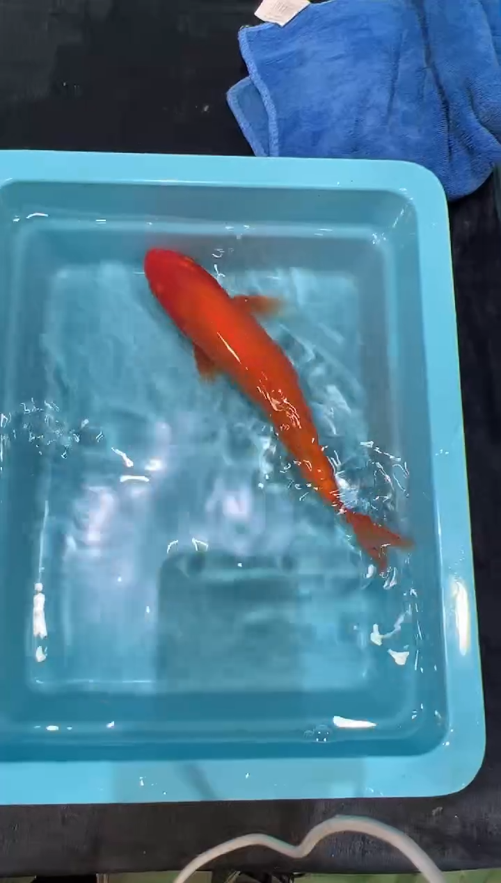 锦鲤坂井当岁小牙签