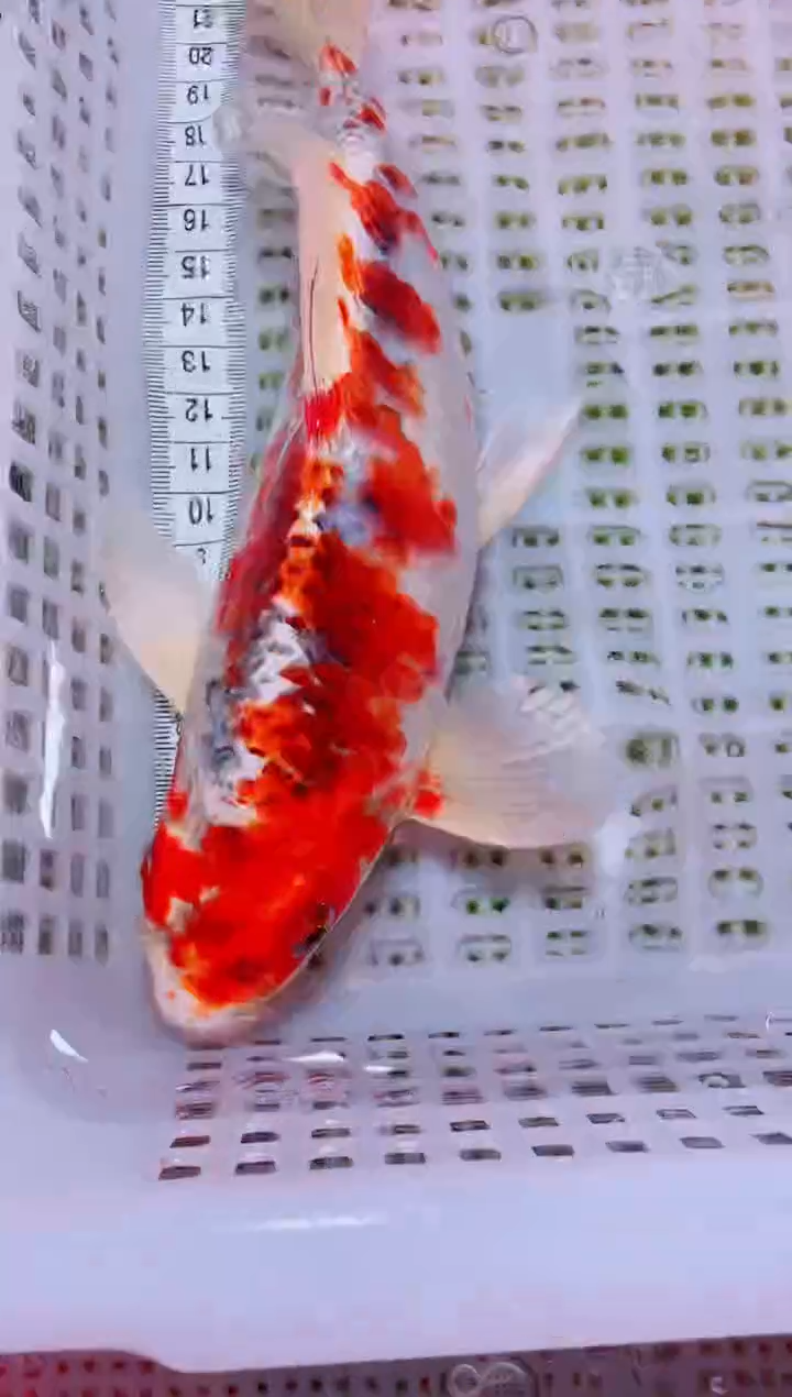 锦鲤血统锦鲤全场包邮92