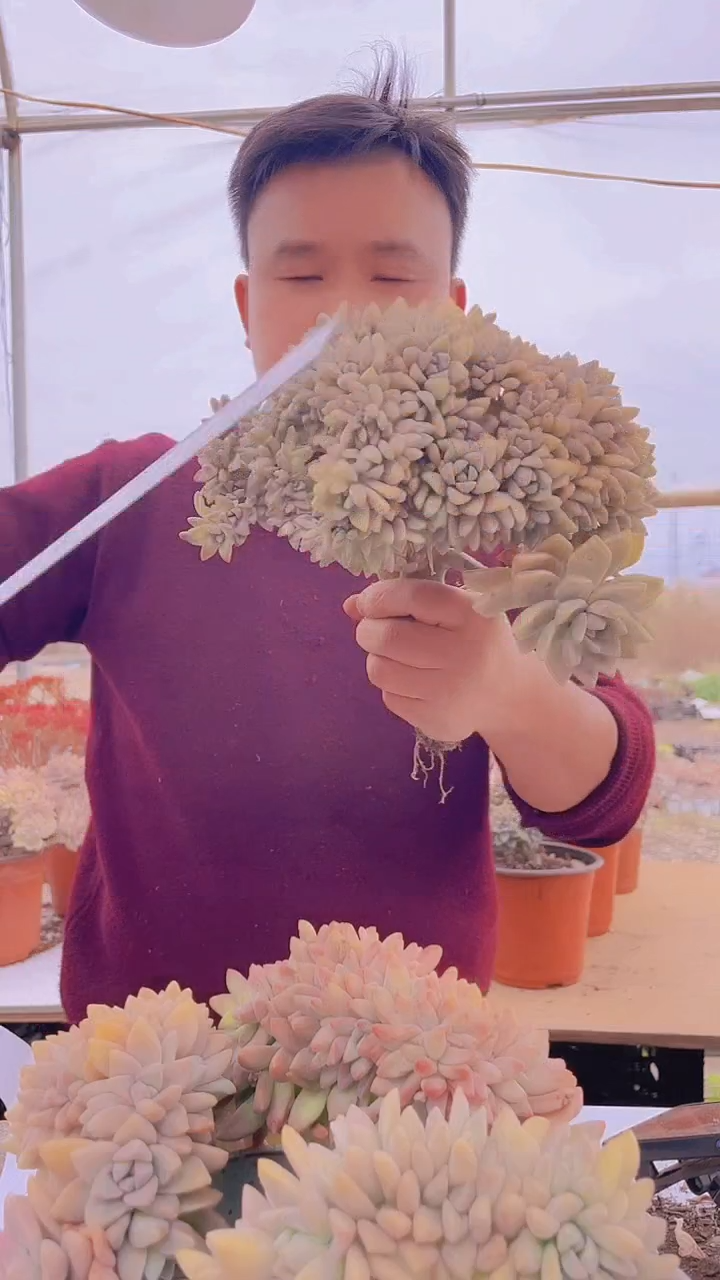 【闪购商品】缀化168
