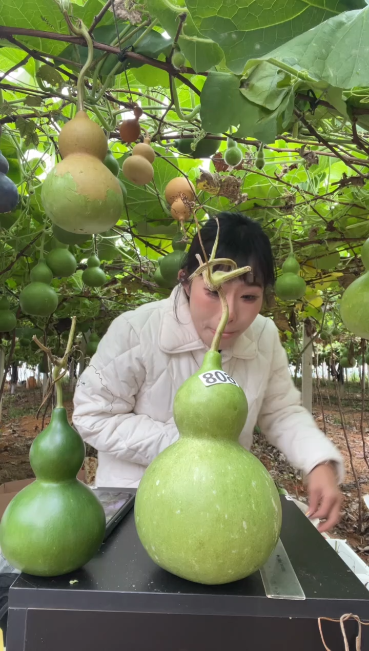 2****星608天然葫芦摆件 一物一拍龙头不保售后