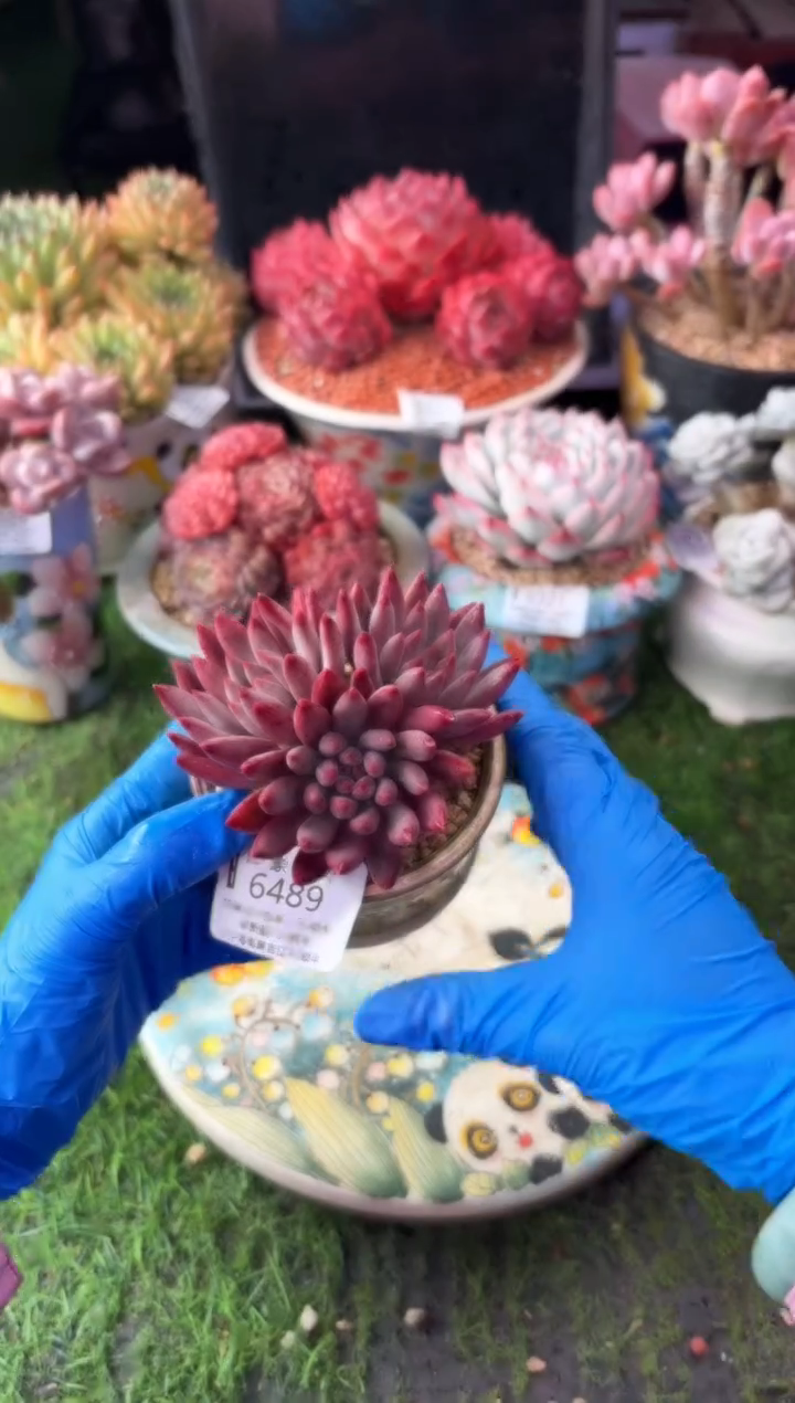 昆明印象多肉6489