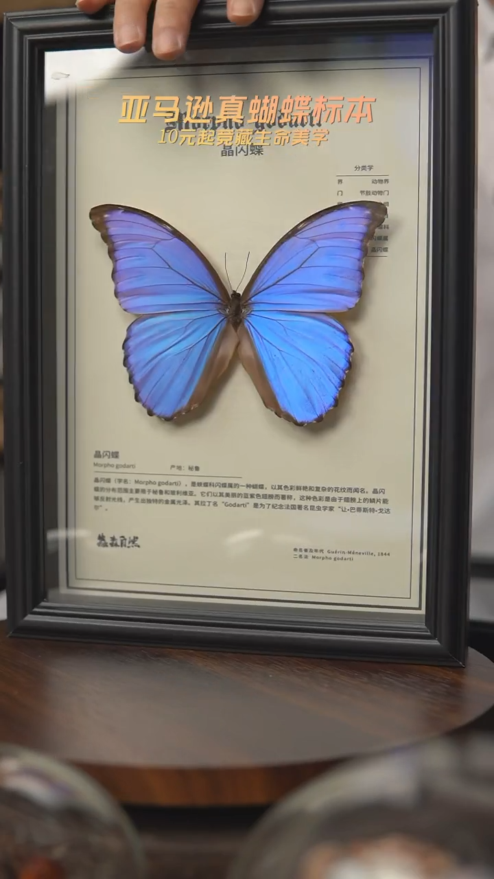 蝴蝶标本摆件拍卖f94