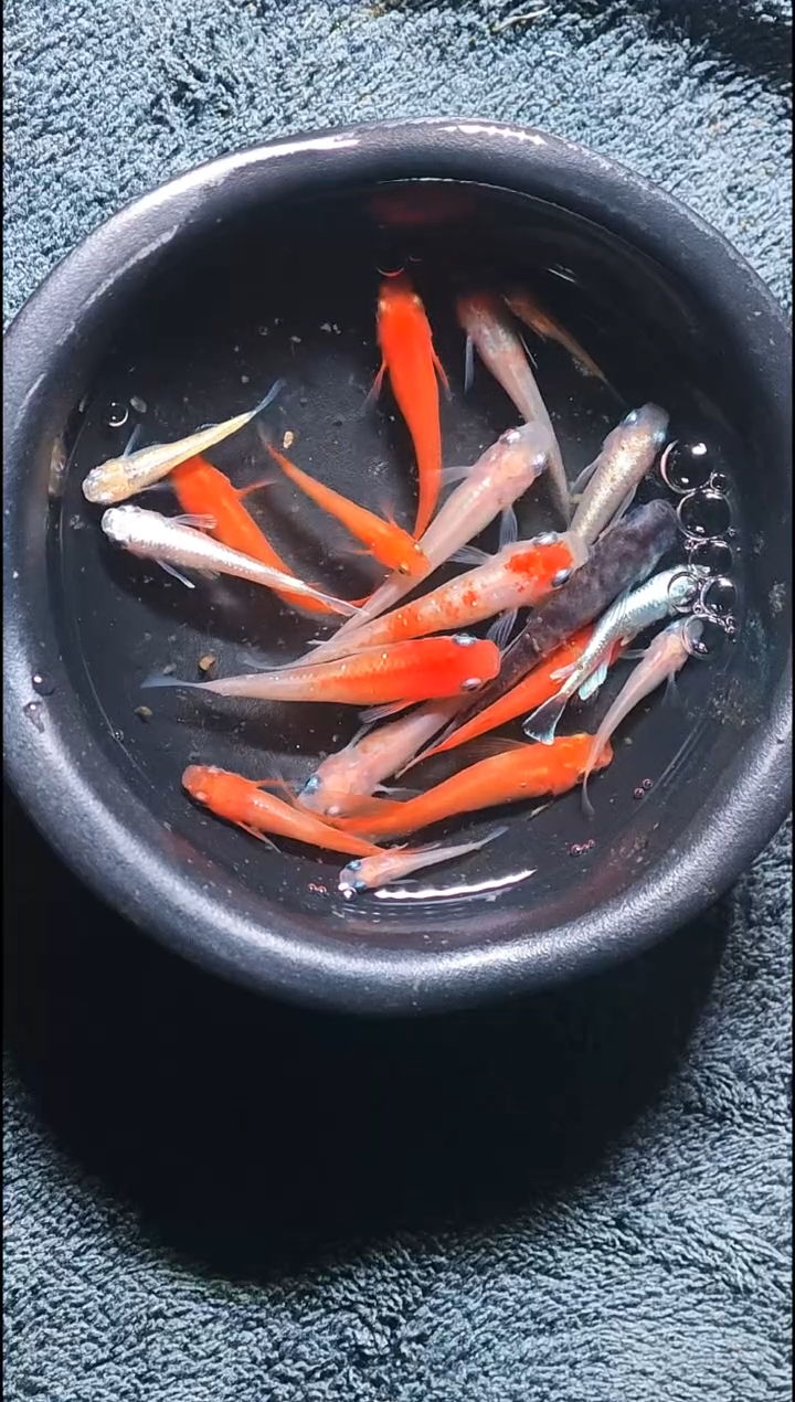 青鳉鱼观背青鳉22