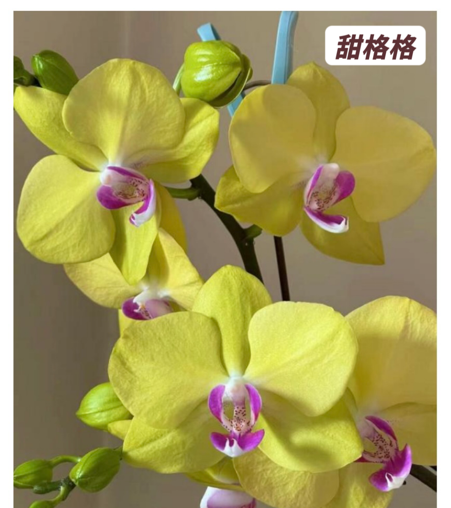 蝴蝶兰-【甜格格】抽梗苗3.0寸加高杯原杯发（有梗无花）