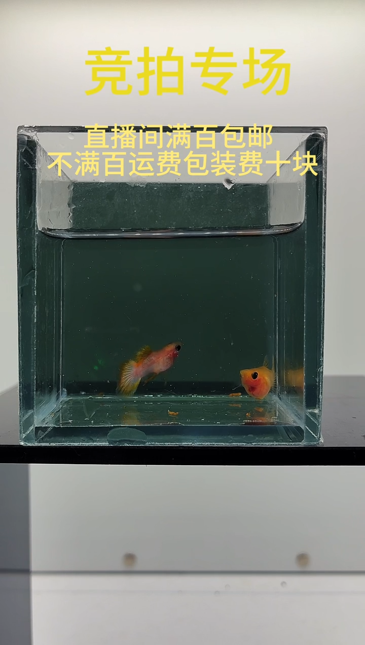 孔雀鱼幻彩粉猫球一对-89