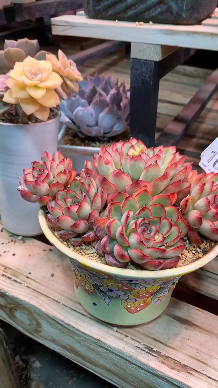 103TTT（满28发货）