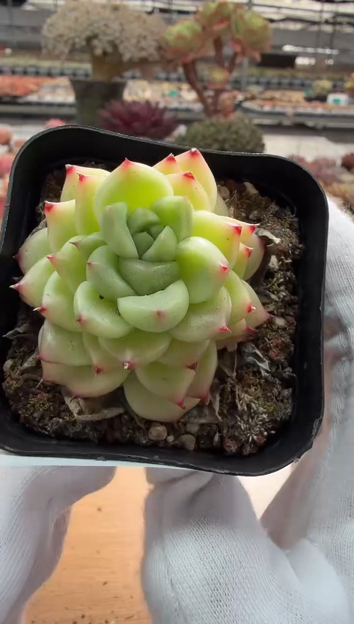 东云多肉园二店-63